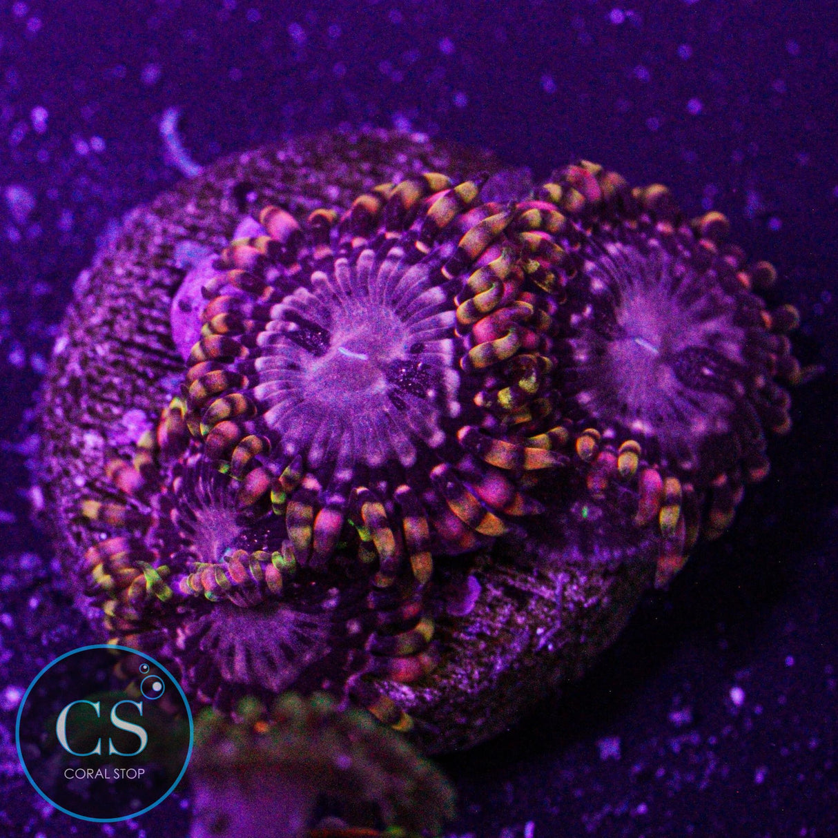 RR Koala Eye Zoa