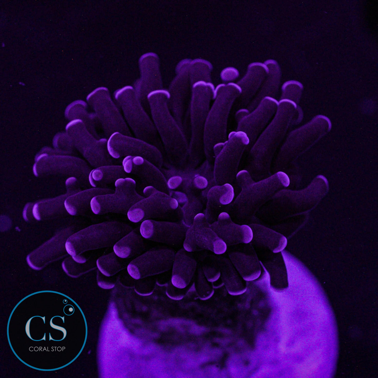 Mini Purple Frammer