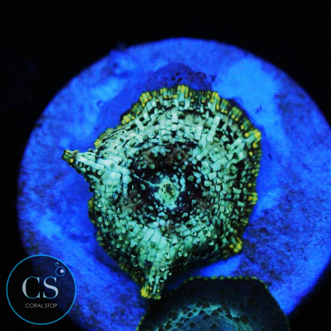 URANIUM GAS MUSHROOM