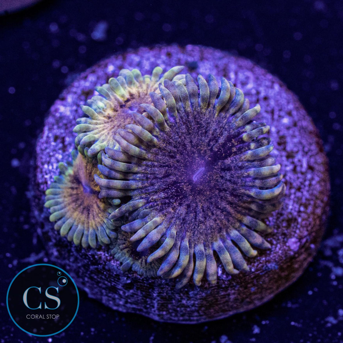 Meteor Dust Zoa