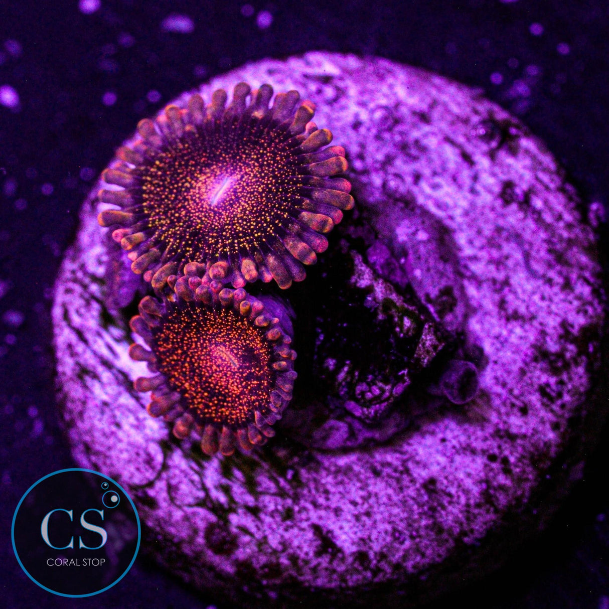 CS Orange Deathstar Zoa