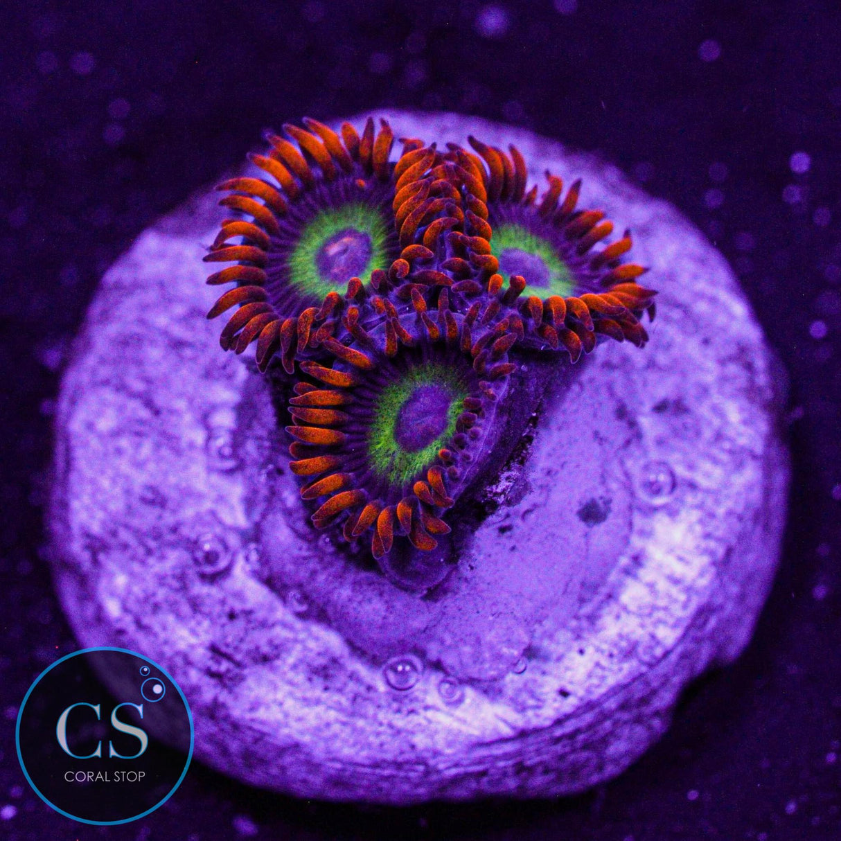JF Vegas Strip Zoa