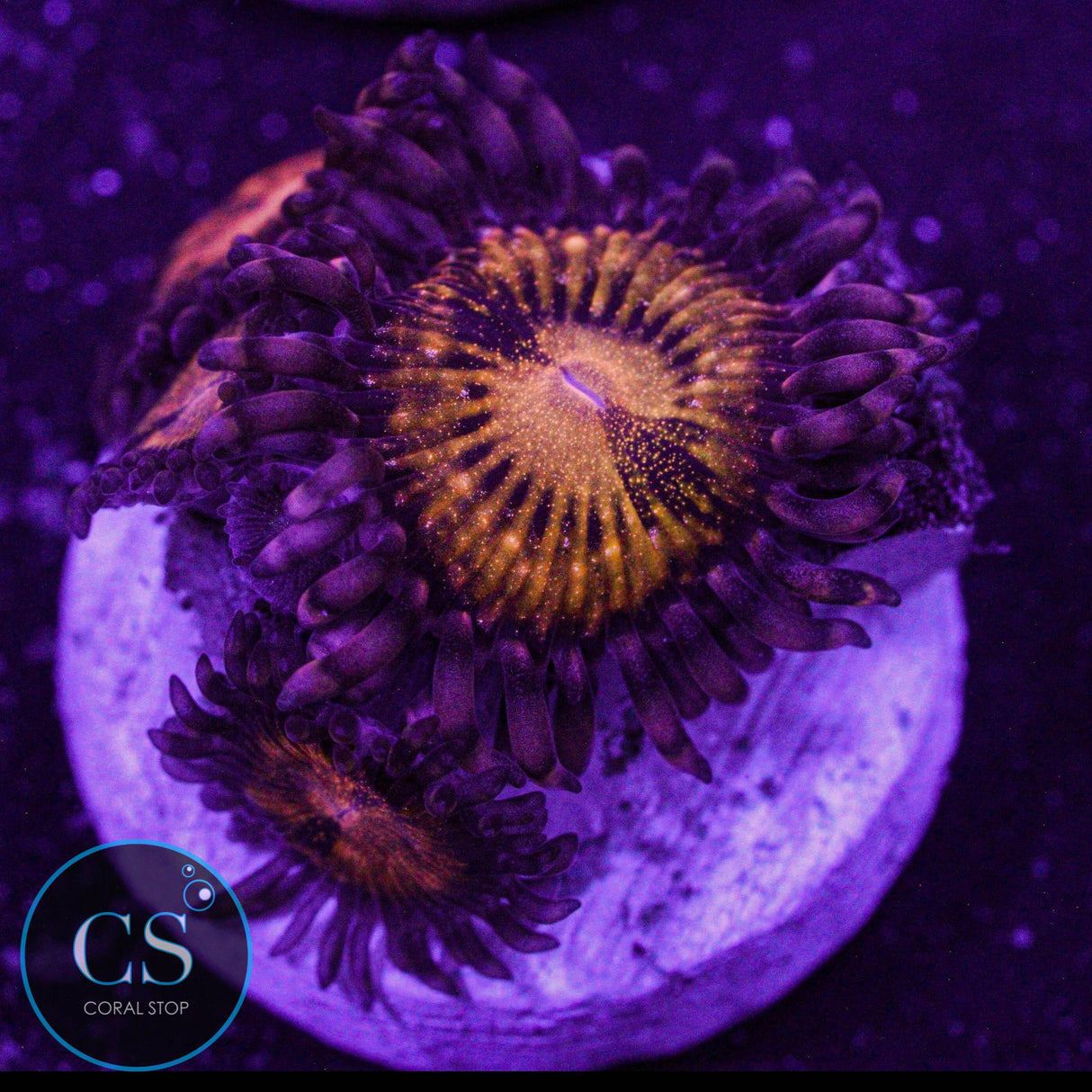 Pandora Zoa