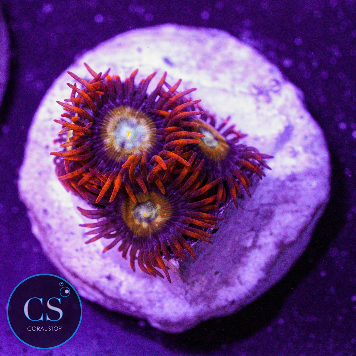 Speckled Fire & Ice Zoa