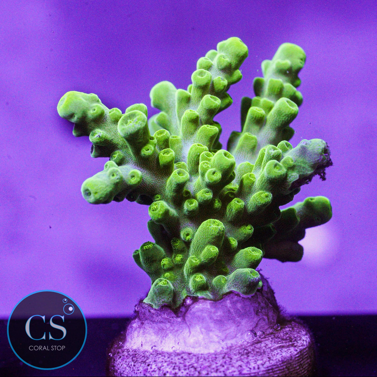 SR Key Lime Pie Acro