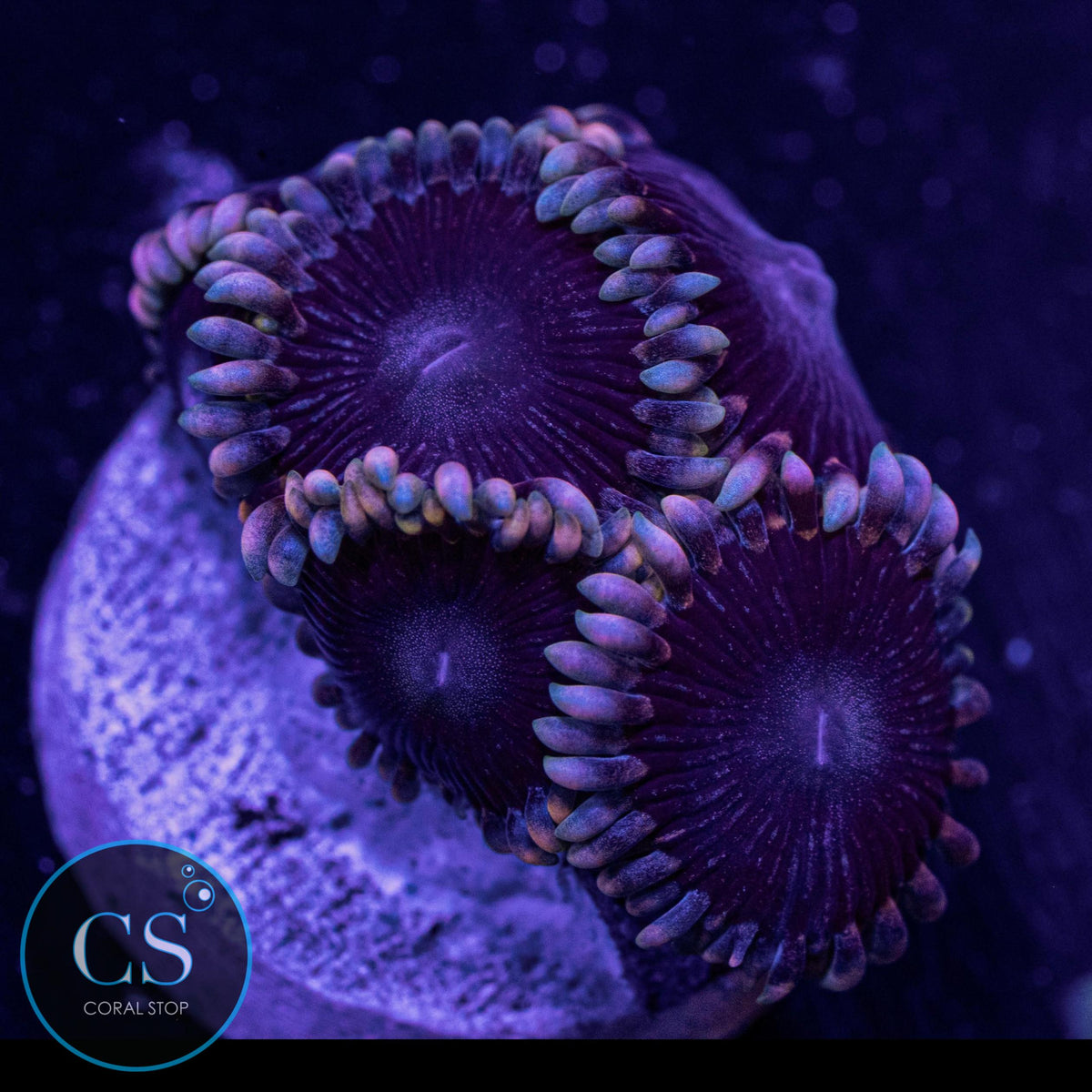 Black "People Eater" Zoa
