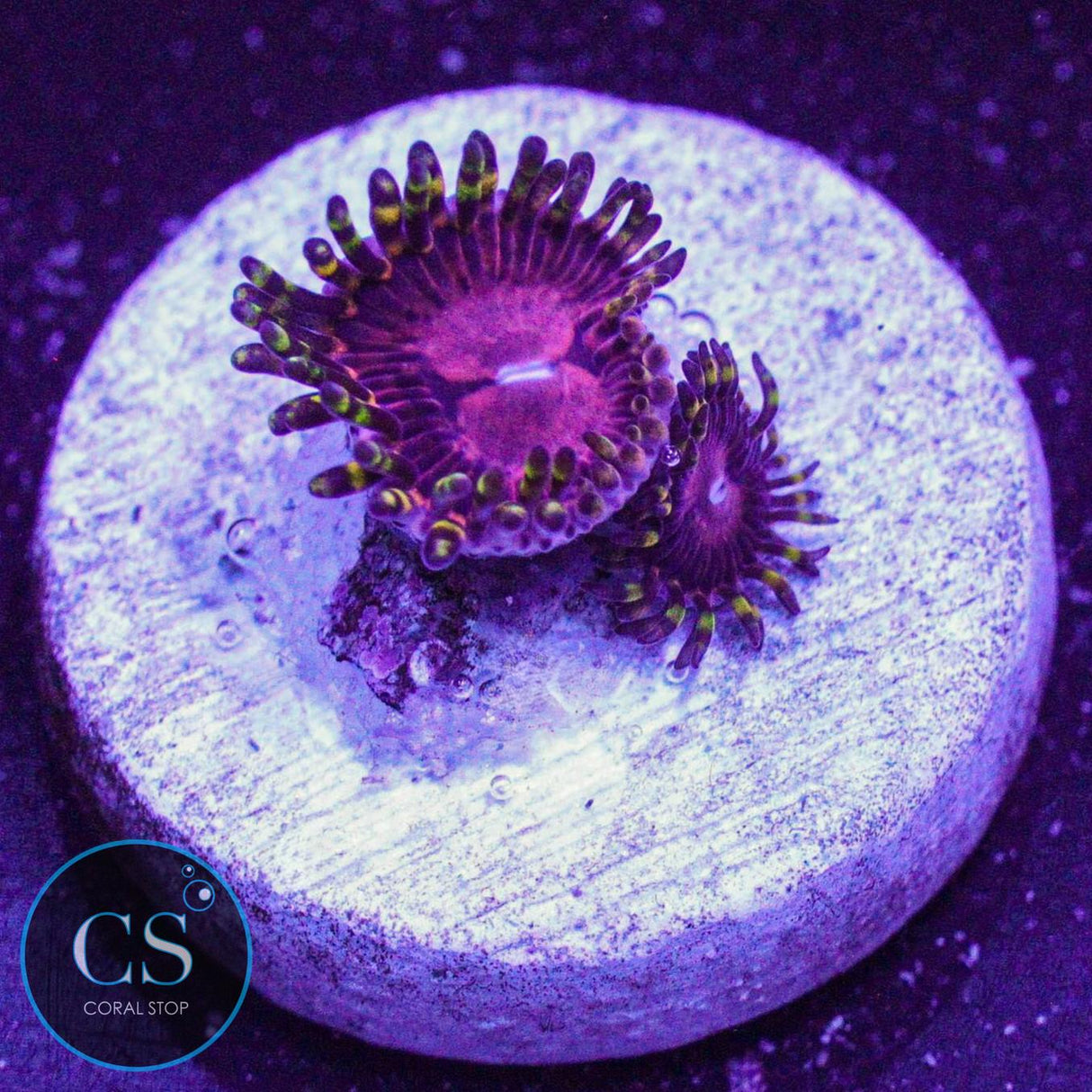 SBB Aphrodite Zoa