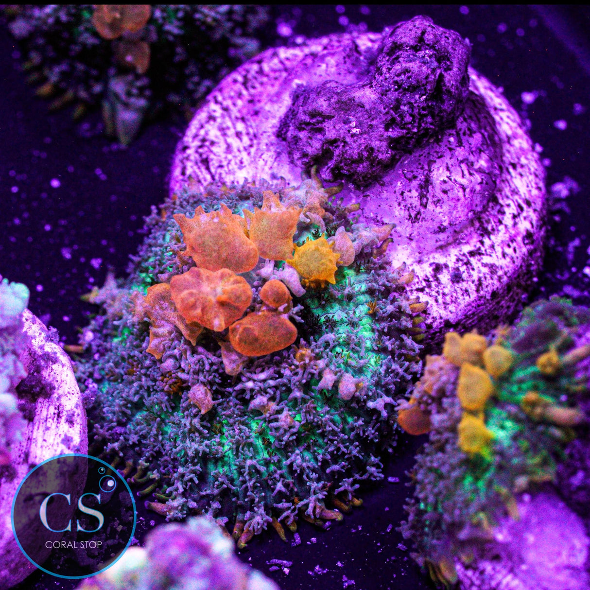 WWC Sunkist Sun Kissed Bounce Mushroom