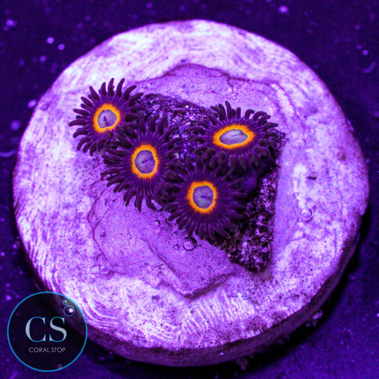 Jawbreaker Micro Zoa