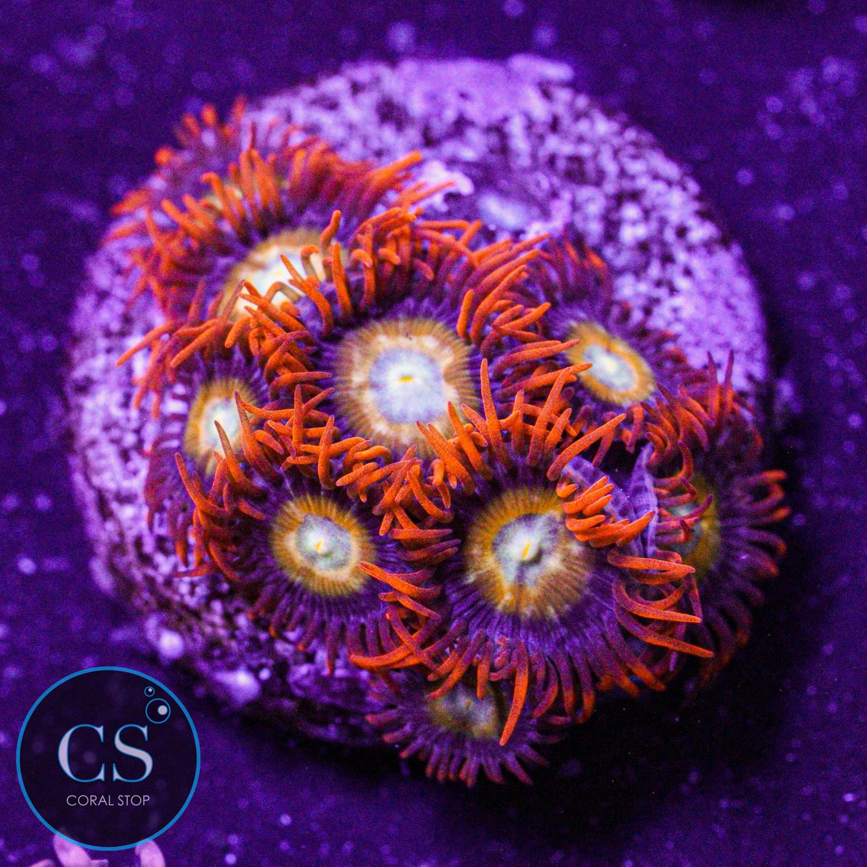 Speckled Fire & Ice Zoa