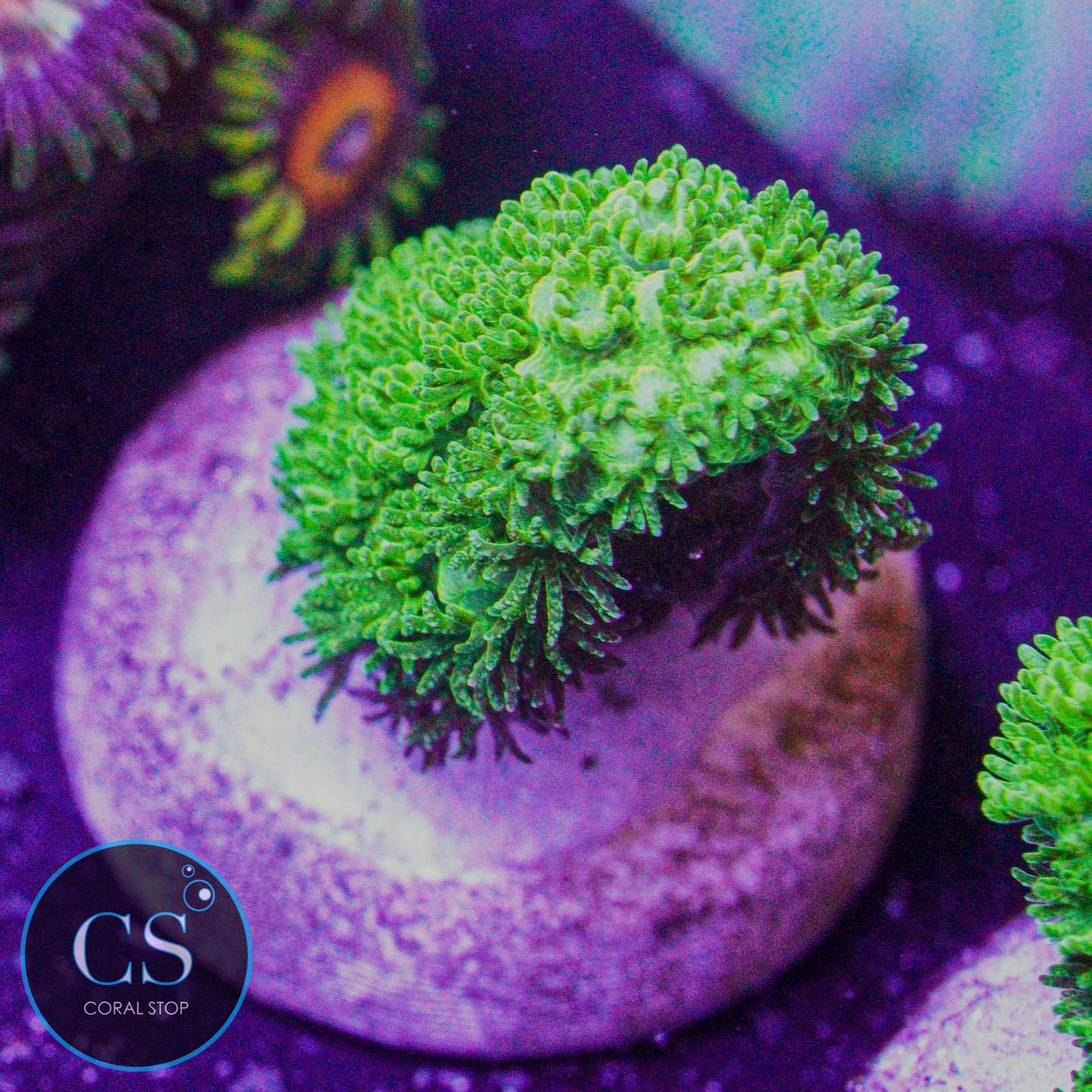 Bali Green Slimer Acro