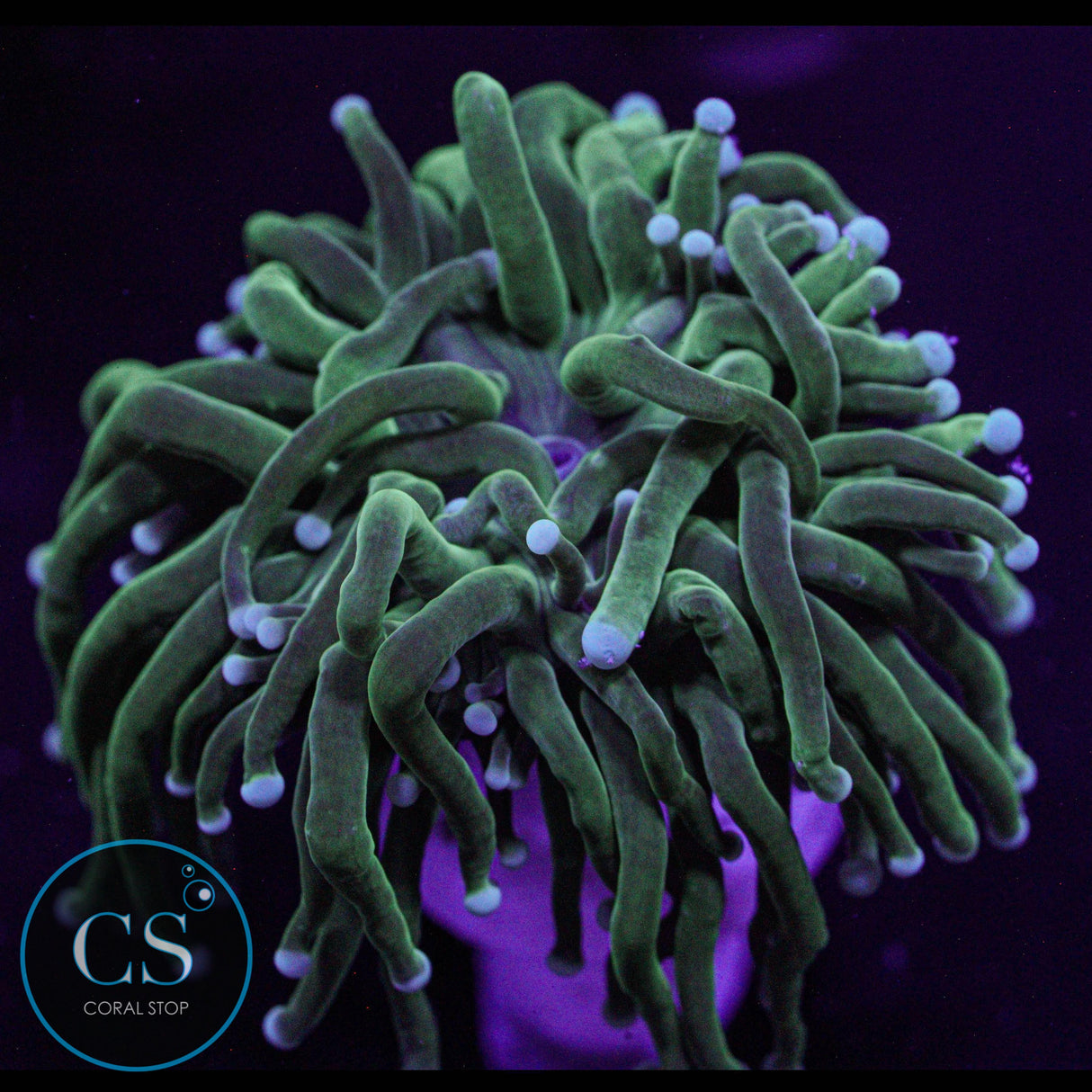 Pearl Tip Torch