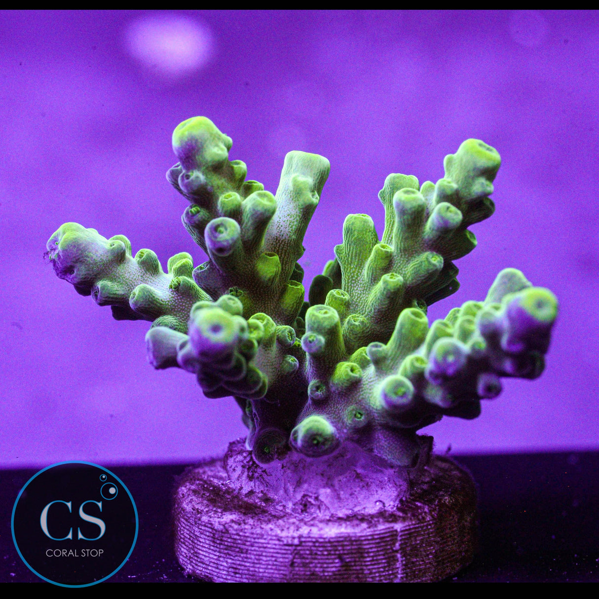 SR Key Lime Pie Acro