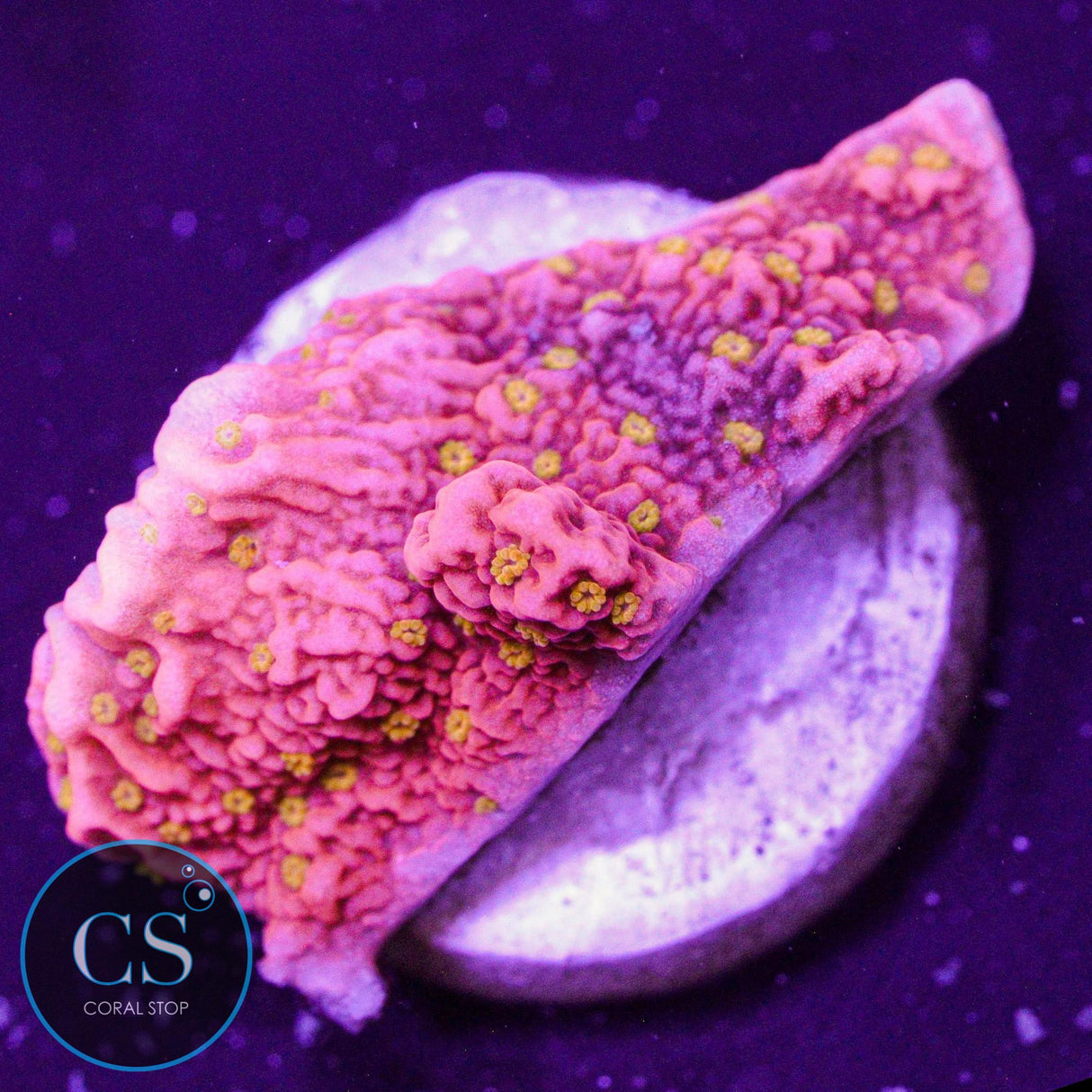 Sunrise Montipora