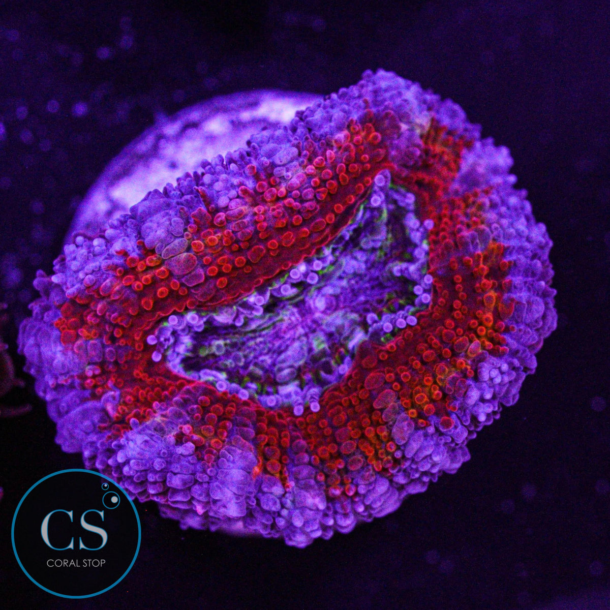 Clown Puke Acan