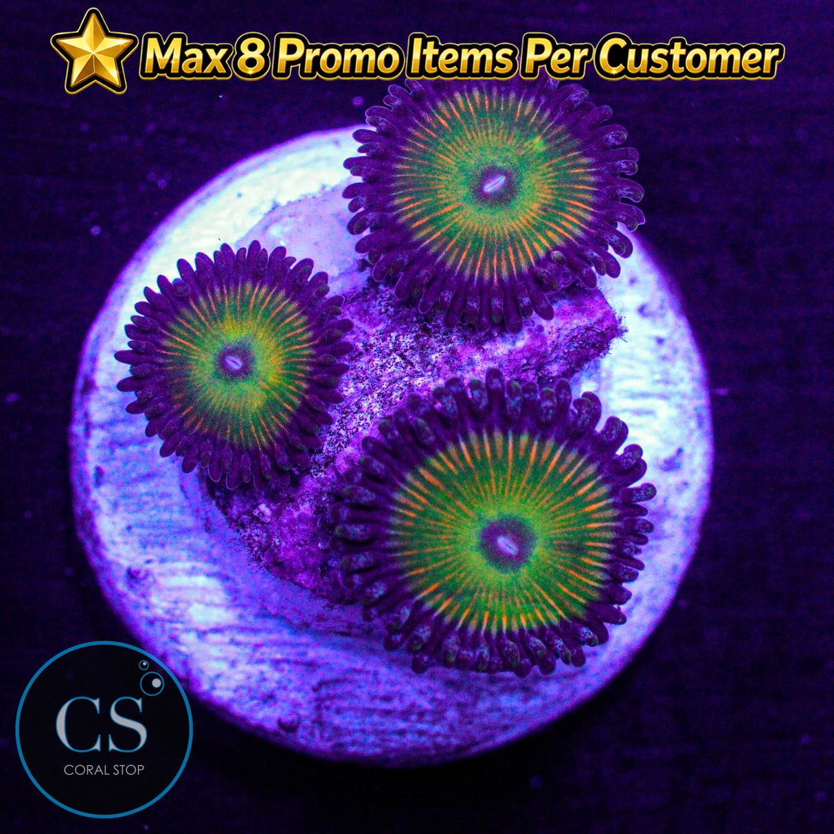 Raptor Rainbow Zoa