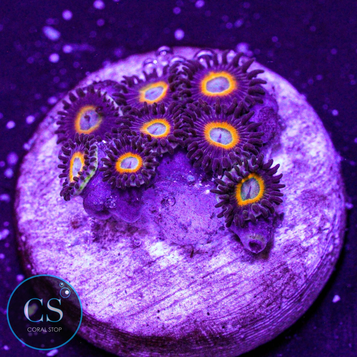 Jawbreaker Micro Zoa