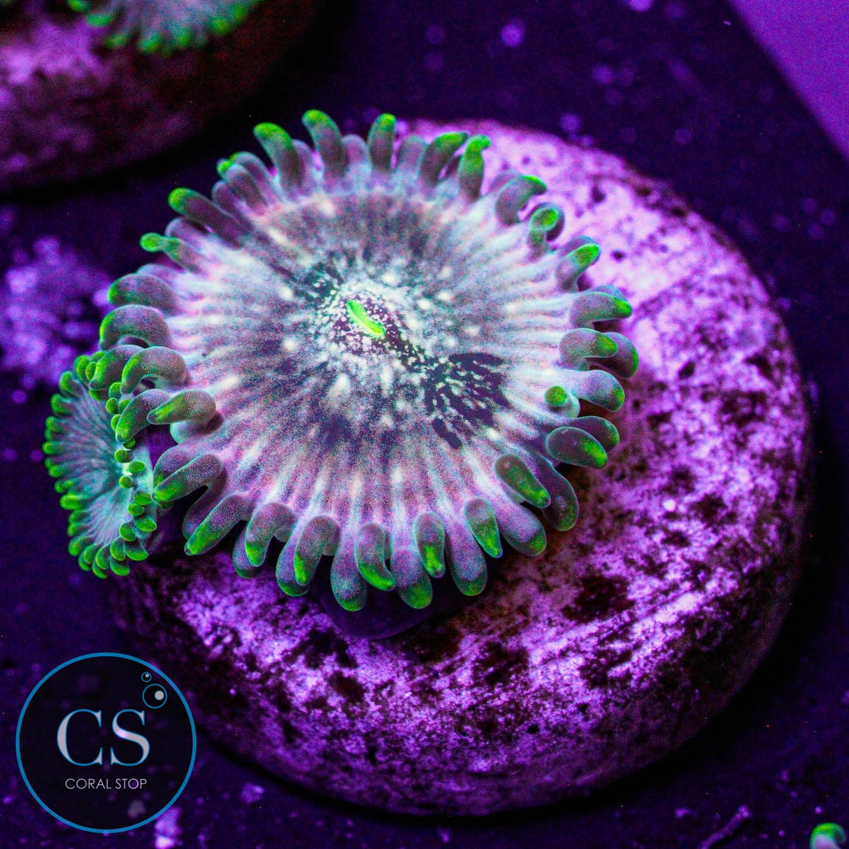 Hawaiian Ding Dang Zoa