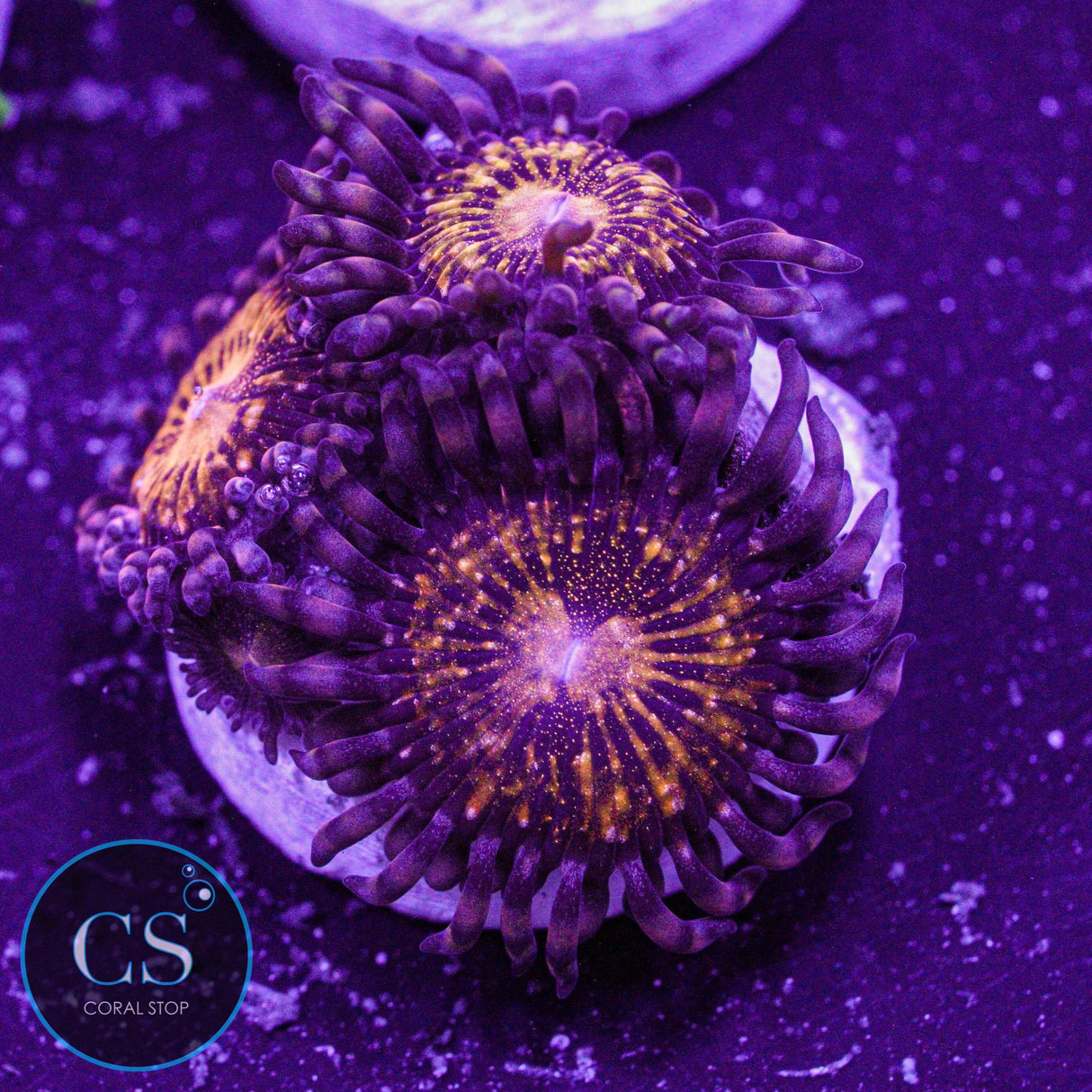Pandora Zoa