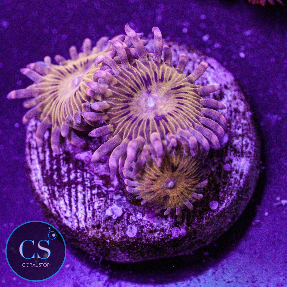 Simpsons Donut Zoa