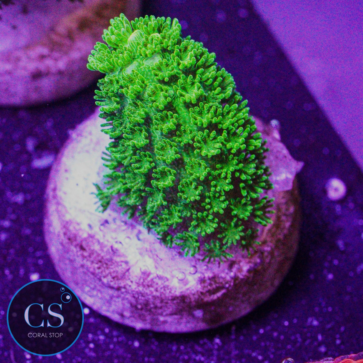 Bali Green Slimer Acro