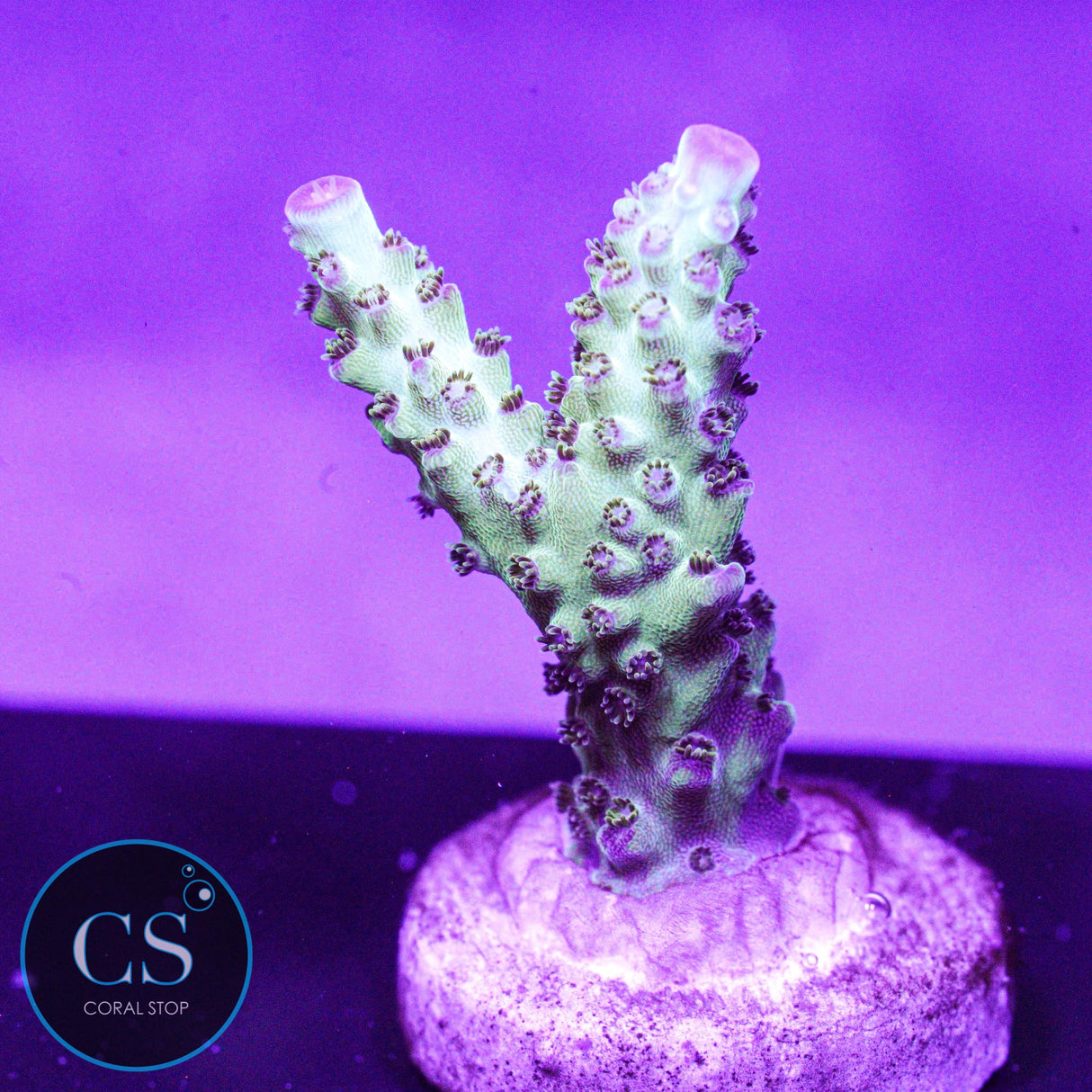 WWC Black Widow Baby Acro
