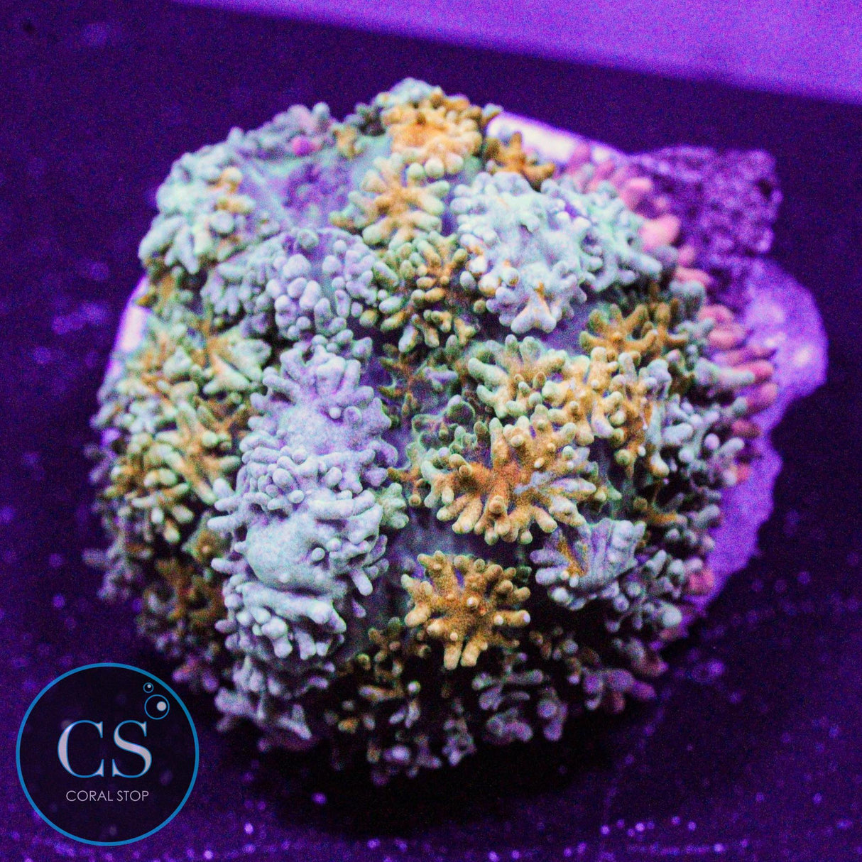 Rainbow Frankenstein Mushroom