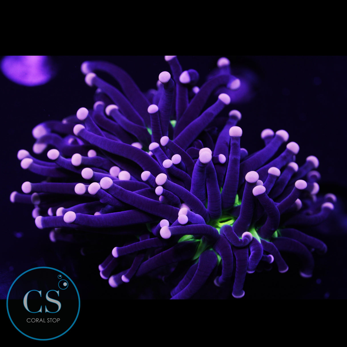 Malaysian Hurricane Torch