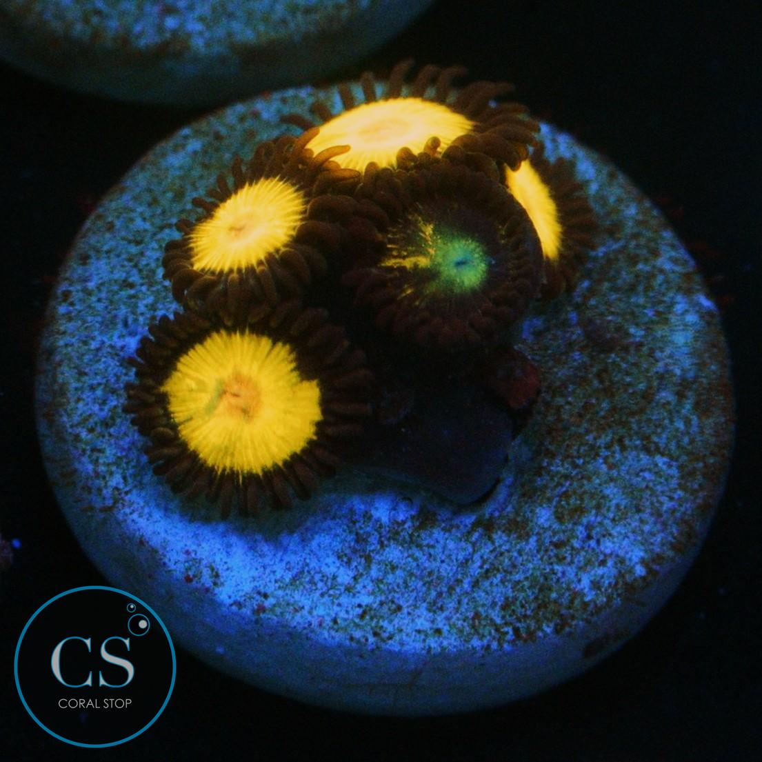 YELLOW BELLIES ZOA