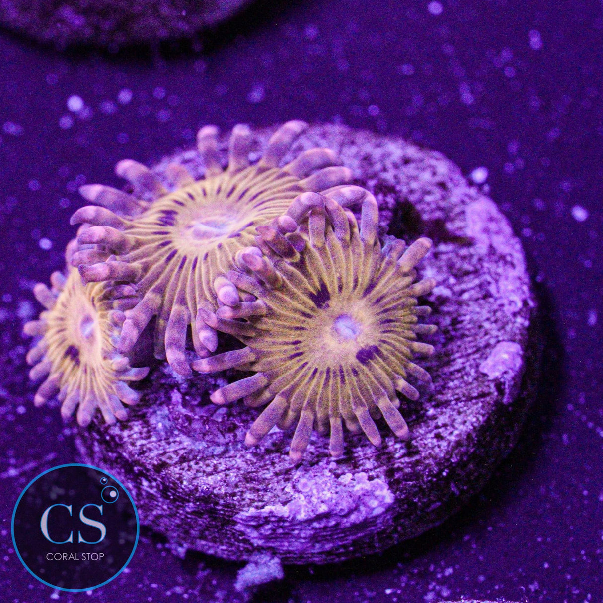 Simpsons Donut Zoa