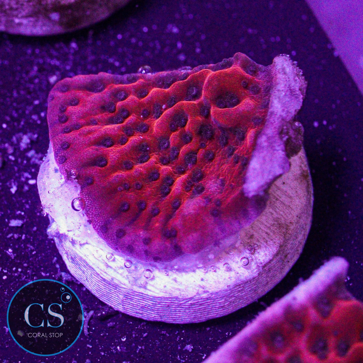 Dragon Stone Montipora