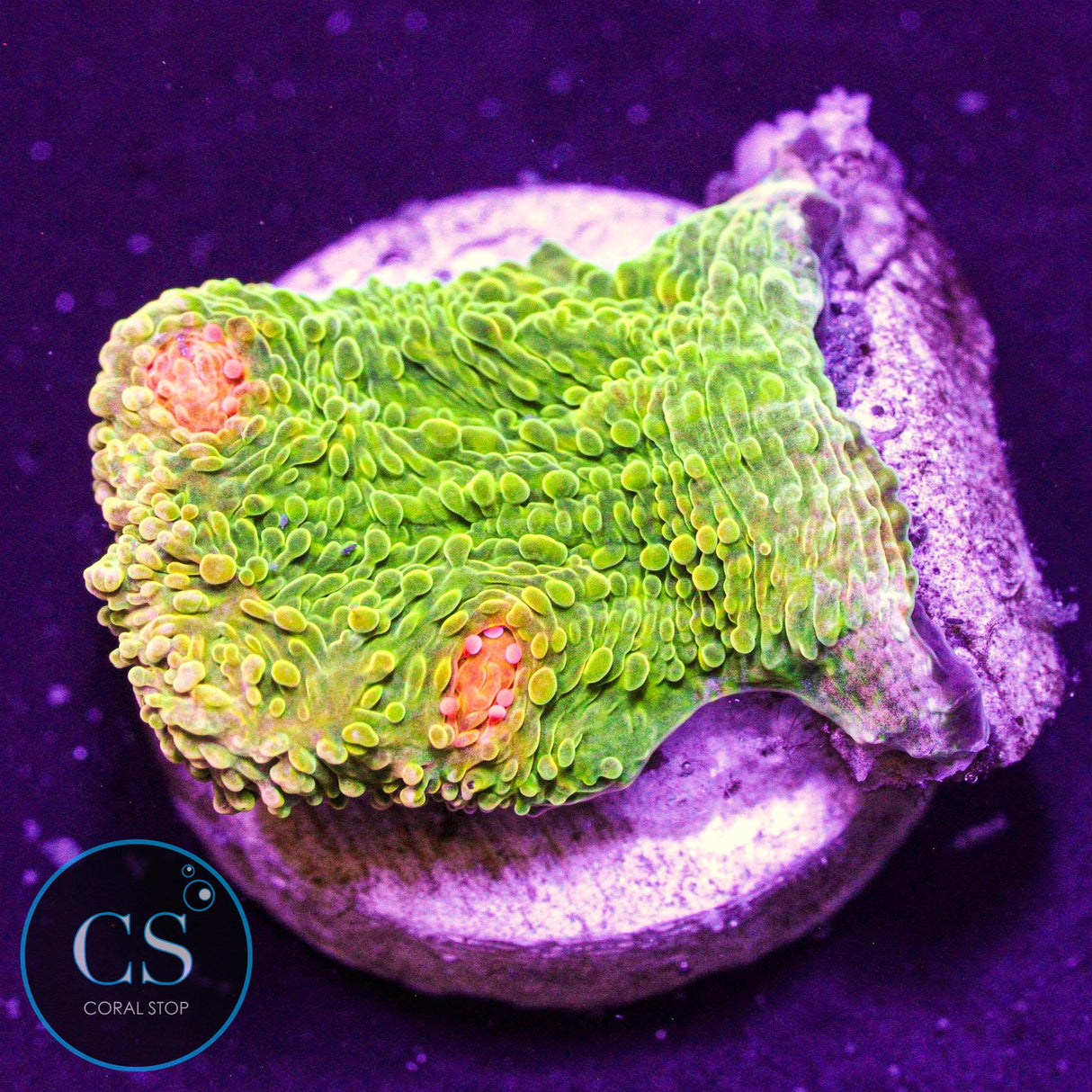 Tyree Bubblegum Monster Chalice
