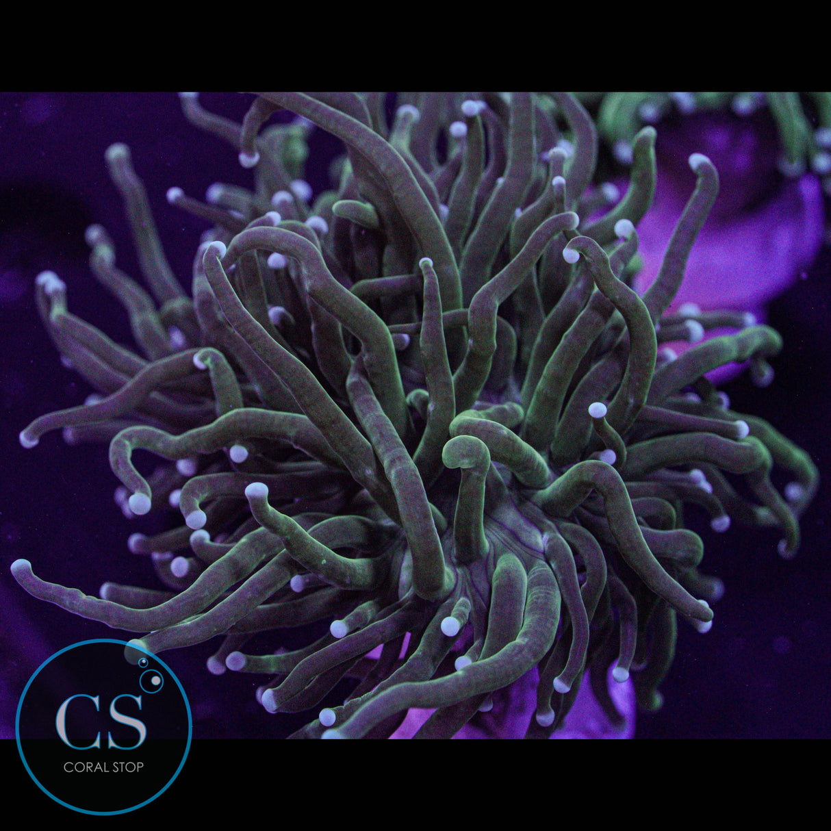 Pearl Tip Torch