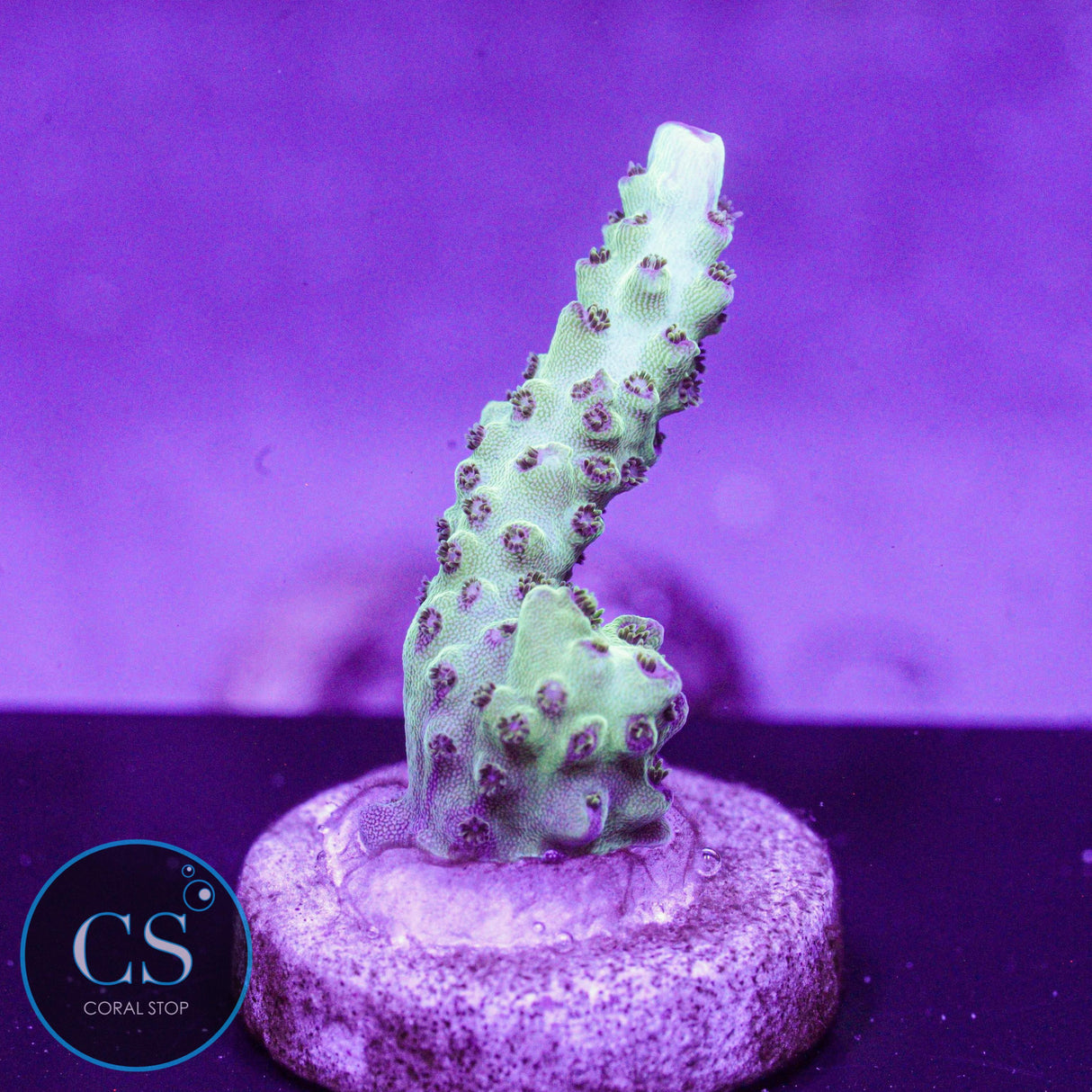 WWC Black Widow Baby Acro