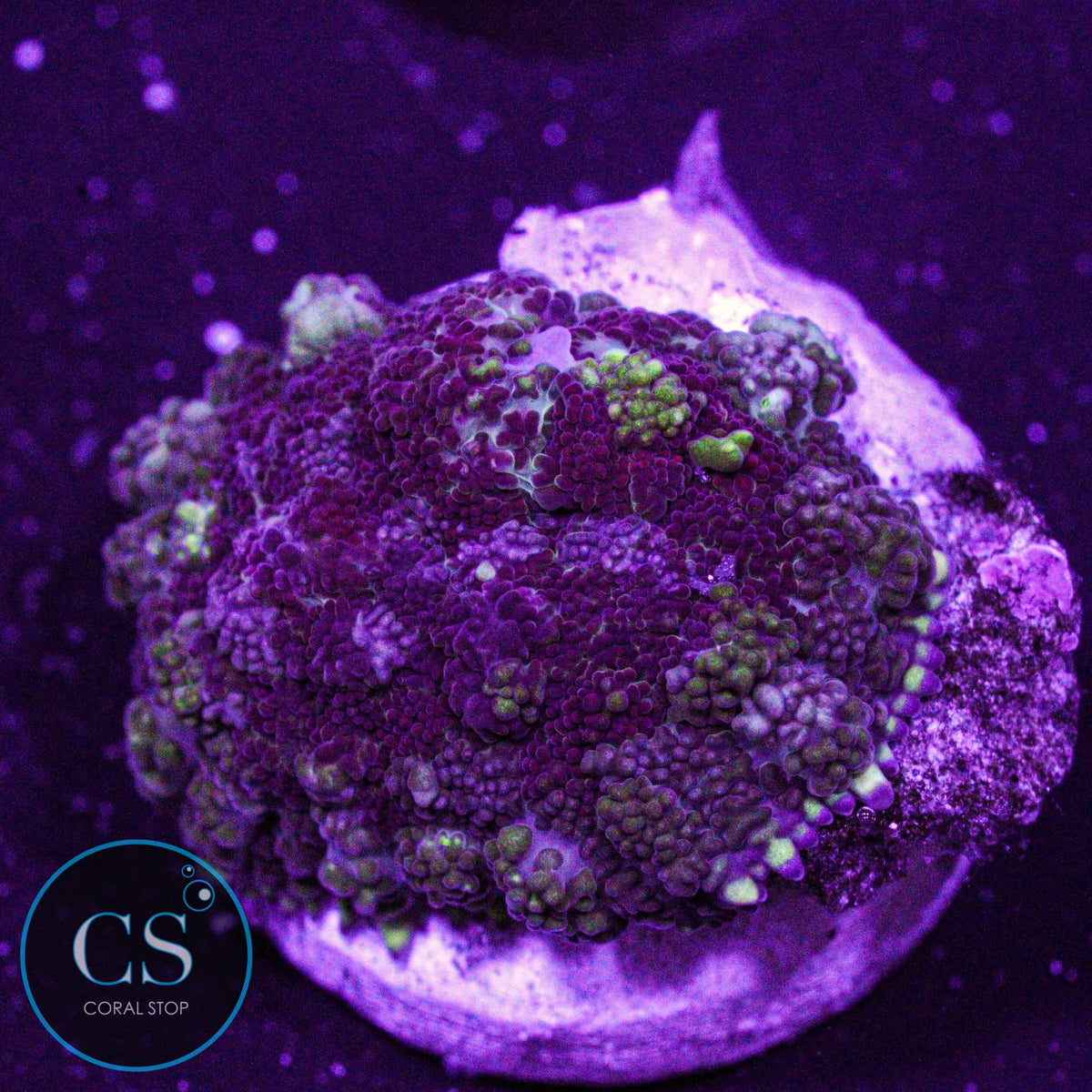Cherry Limeade Pincushion Bounce Mushroom