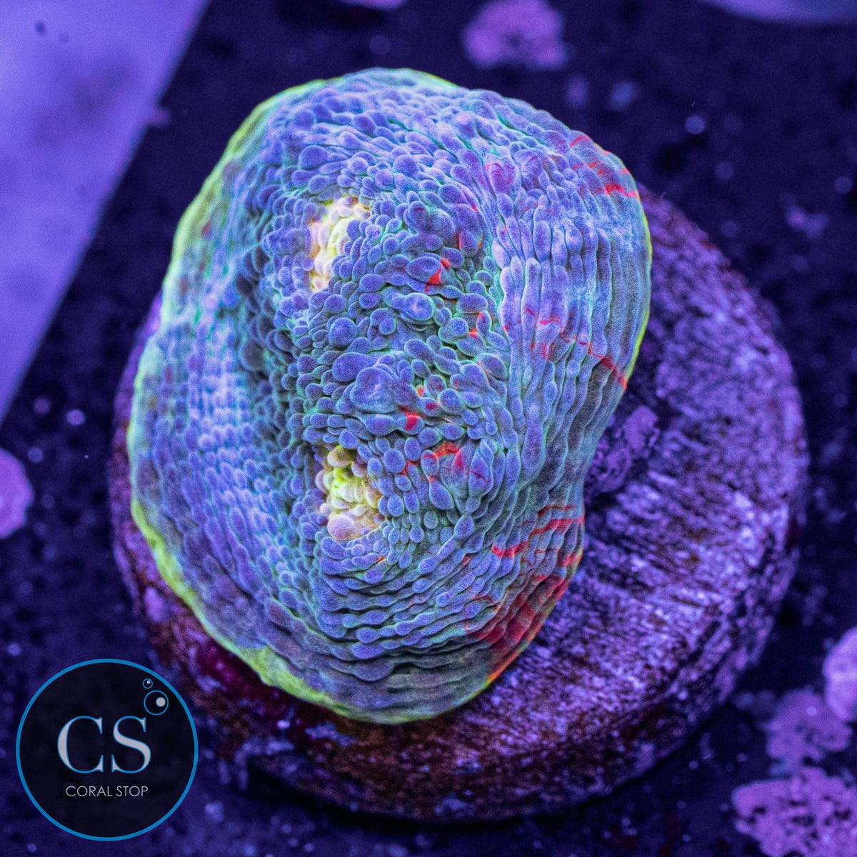 Jellybean Rainbow Chalice
