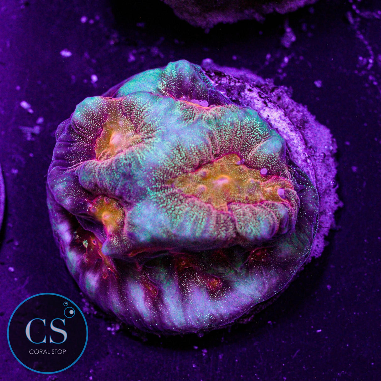 CS Spellbinder Favia