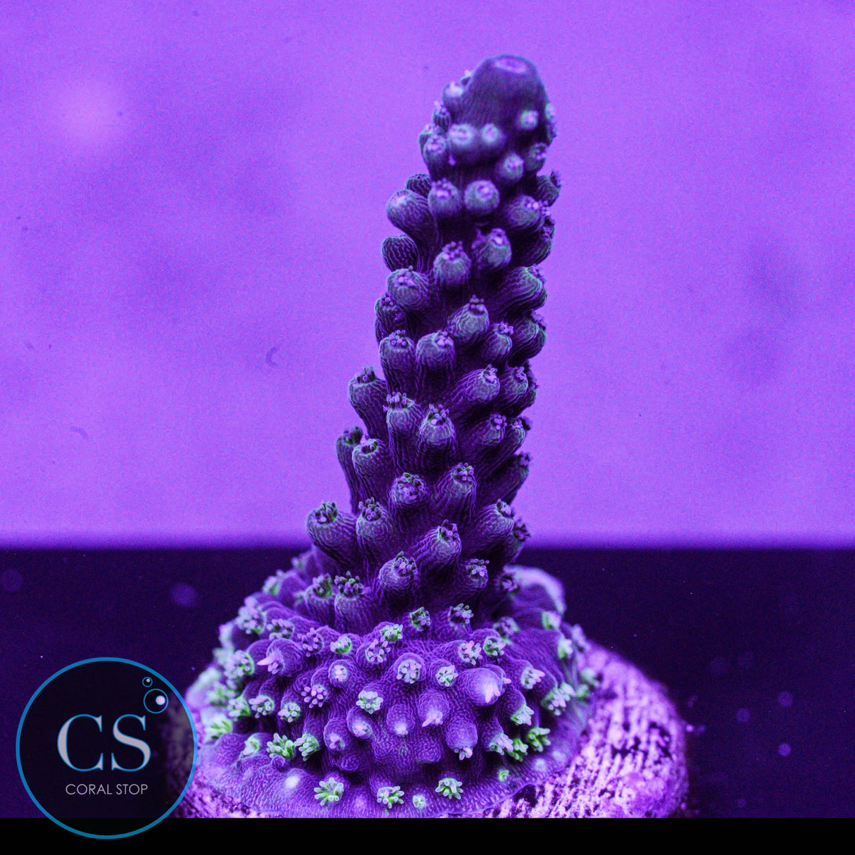 CC Blue Stag Acro
