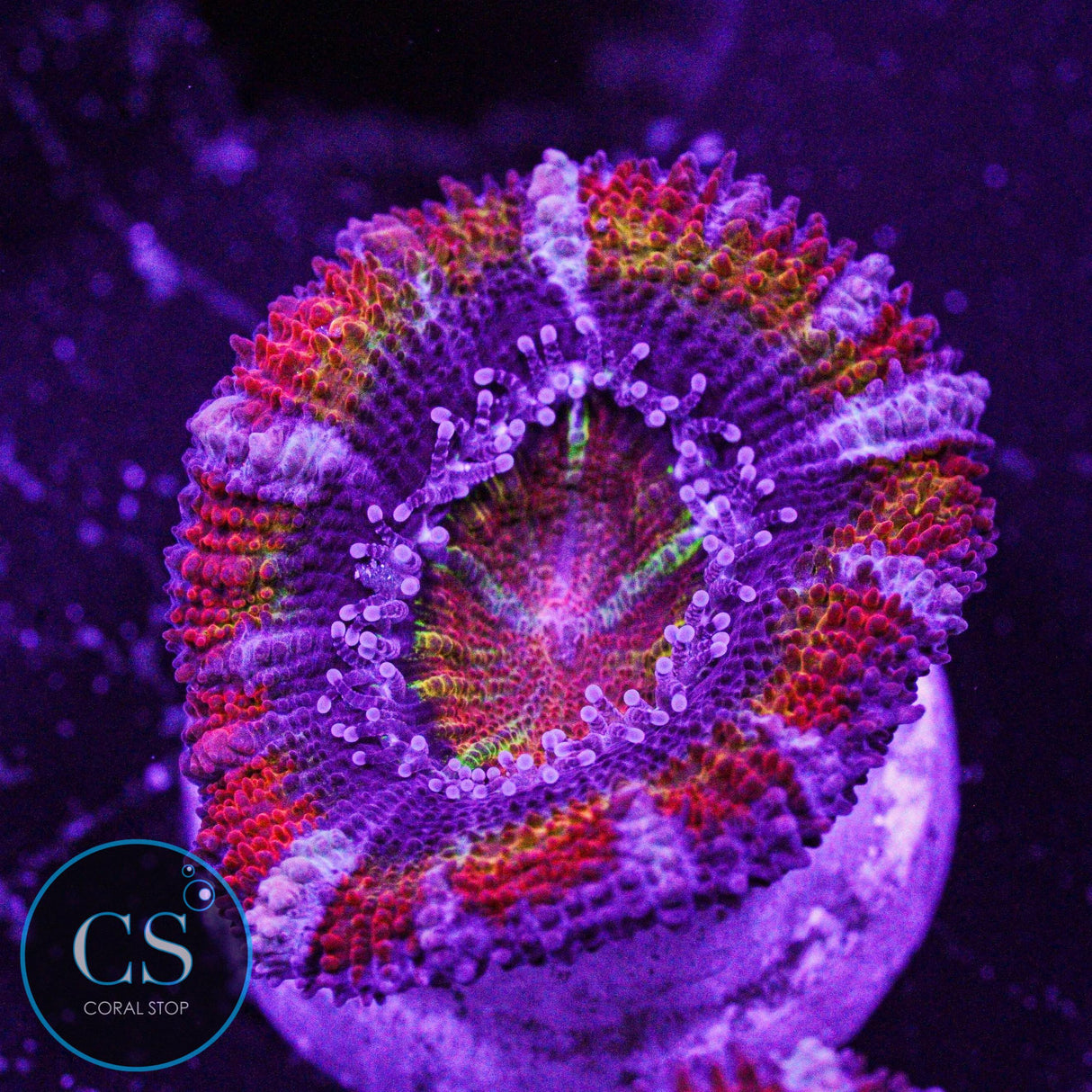 CS New Release Technicolor Acan
