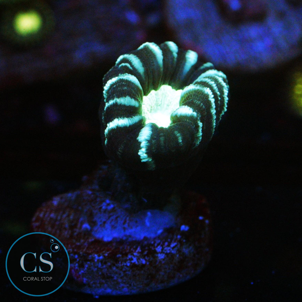 ALIEN EYE CANDY CANE
