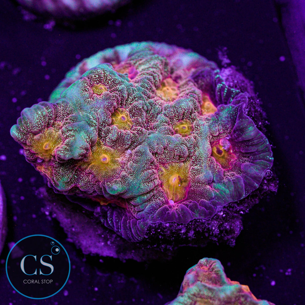 CS Spellbinder Favia