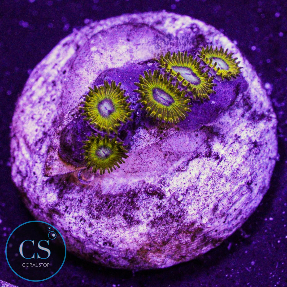 Pikachu Zoa