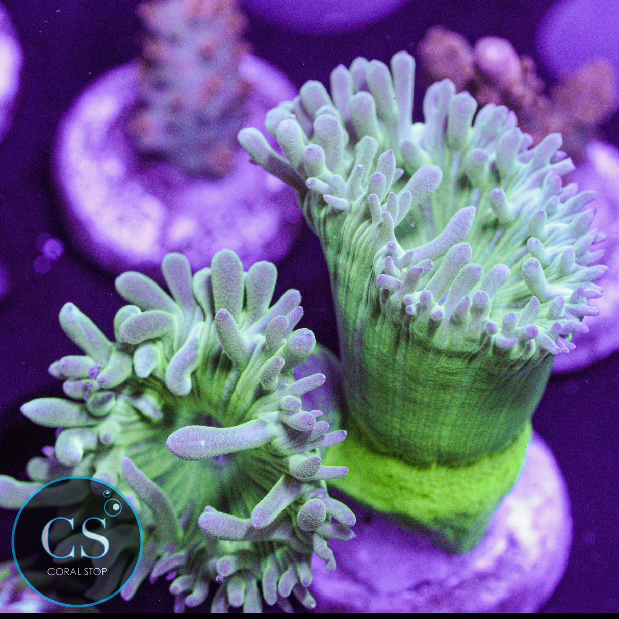 Green Duncan