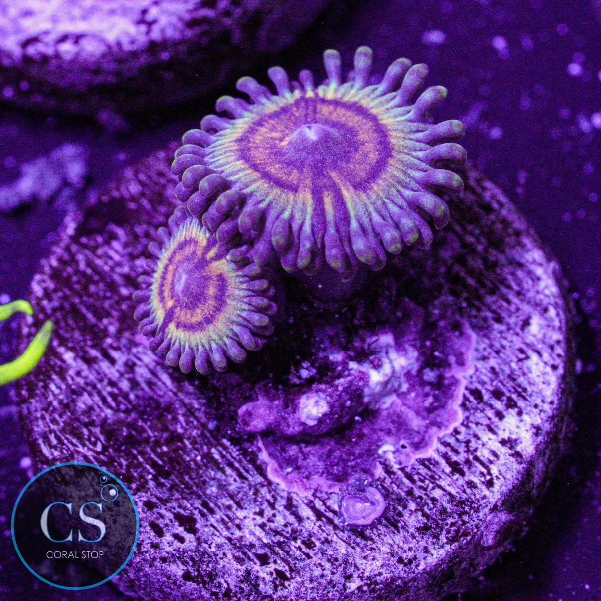 Bowling Green Massacre Zoa