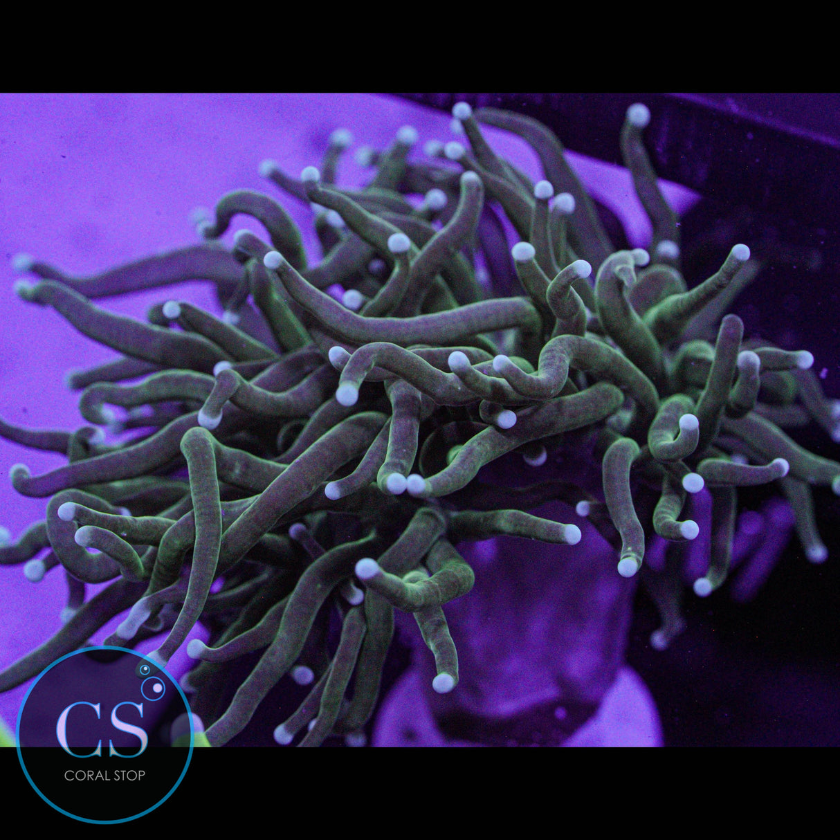 Pearl Tip Torch