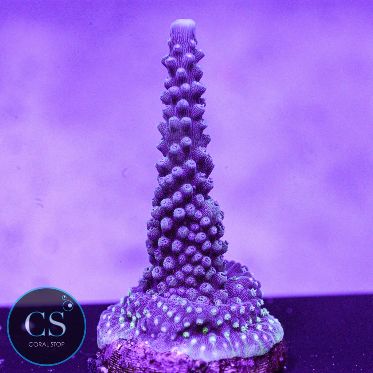 CC Blue Stag Acro