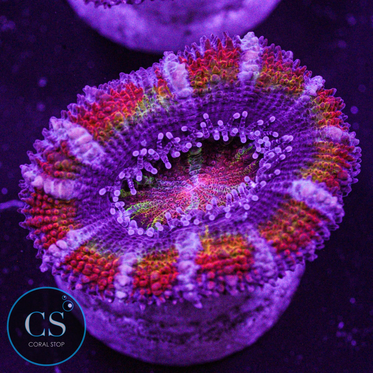 CS New Release Technicolor Acan