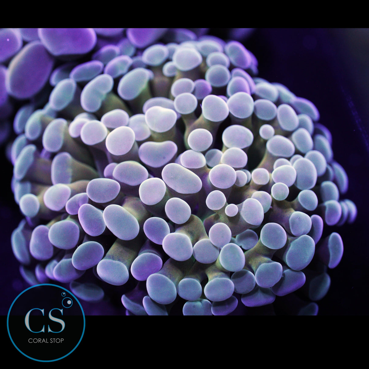 ICED OUT GOLD STEM HAMMER