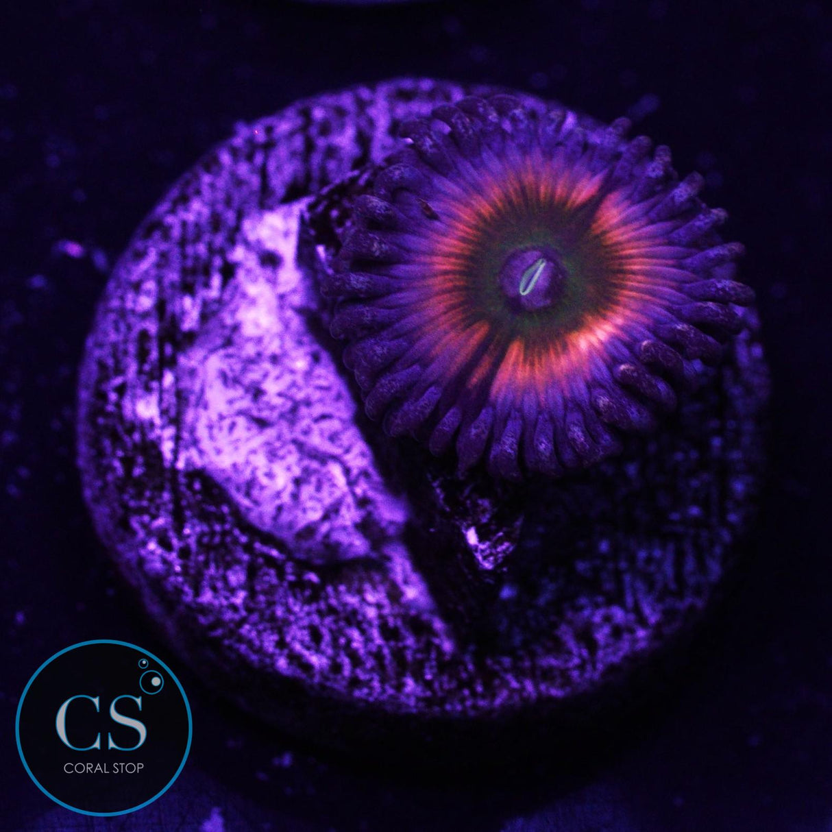JF Rainbow Infusion Zoa