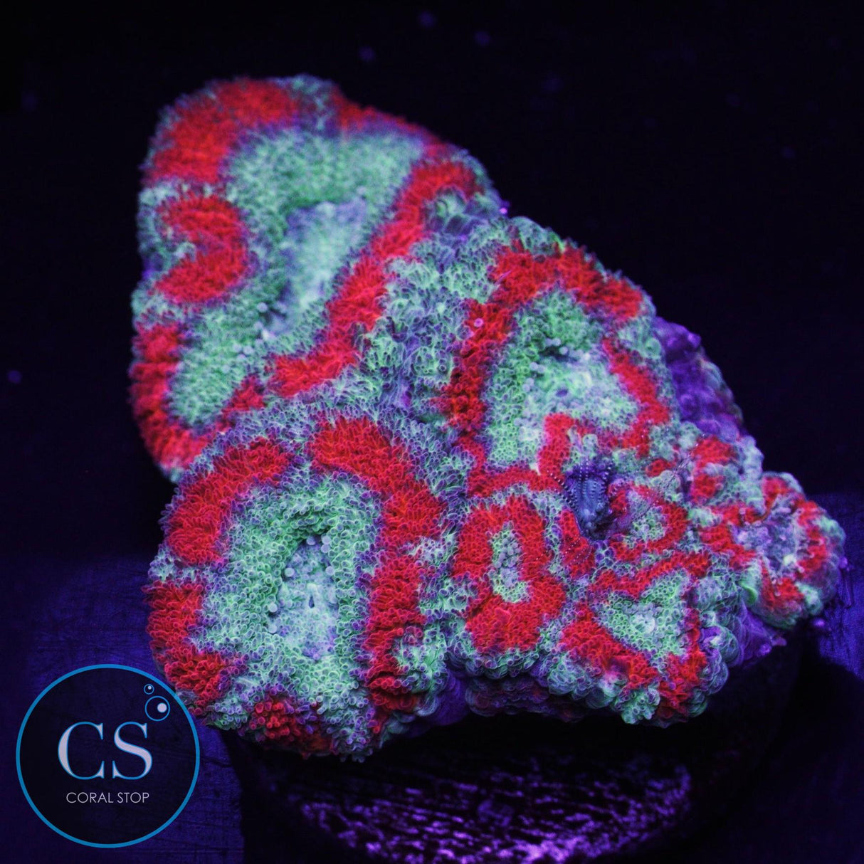 Demon Dungeon Asian Acan